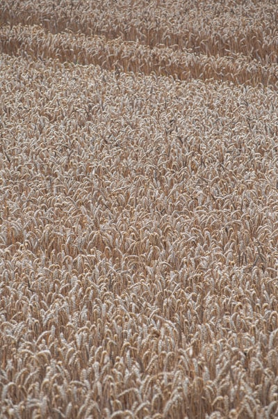 Brown and white fur textiles
